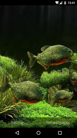 Fisch Aquarium 3D