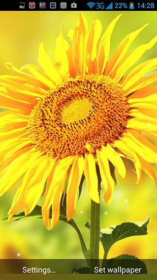 Goldene Sonnenblume