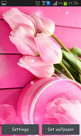 Pinke Tulpen