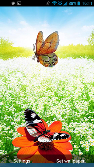 Schmetterlinge im Frühling