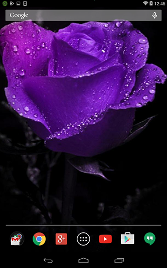 Violette Rose