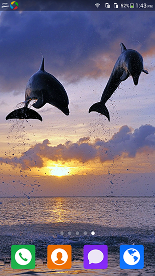 Liebevoller Delphin