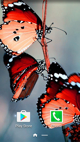 Makro Schmetterlinge 