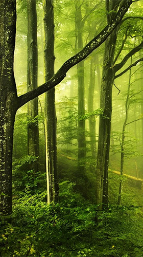 Sonniger Wald 