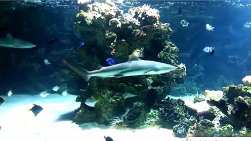 Aquarium mit Haien