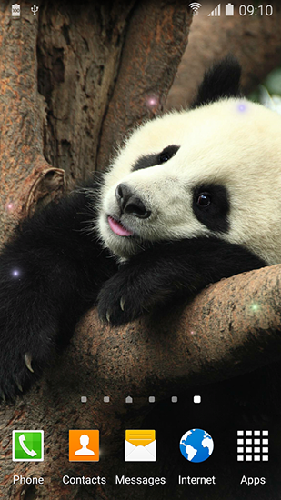 Niedlicher Panda