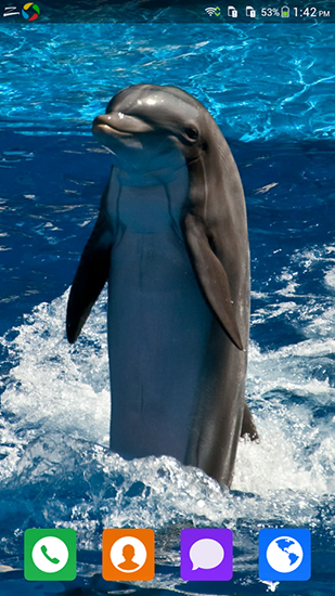 Liebevoller Delphin