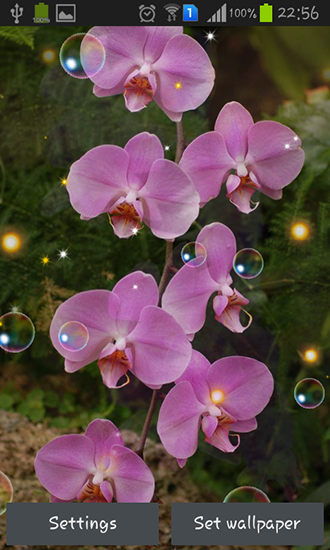 Orchideen HD
