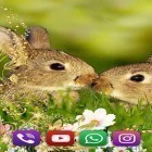 Neben Live Wallpapern für Android Heiligabend kannst du die apk des Hintergrunds Kaninchen  gratis herunterladen.