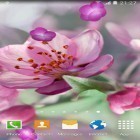 Neben Live Wallpapern für Android Schöner See  kannst du die apk des Hintergrunds Kirschblüten  gratis herunterladen.