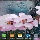 Neben Live Wallpapern für Android Sonnenblumenuhr  kannst du die apk des Hintergrunds Blühende Kirsche  gratis herunterladen.