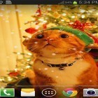 Neben Live Wallpapern für Android Katze  kannst du die apk des Hintergrunds Weihnachtskatze  gratis herunterladen.