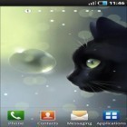 Neben Live Wallpapern für Android Jesus kannst du die apk des Hintergrunds Neugierige Katze  gratis herunterladen.
