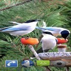 Neben Live Wallpapern für Android Uhr mit Blumen  kannst du die apk des Hintergrunds Gartenvögel  gratis herunterladen.