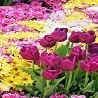 Neben Live Wallpapern für Android Lila Blumen kannst du die apk des Hintergrunds Gartenblumen  gratis herunterladen.