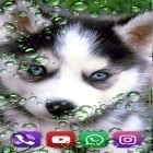 Neben Live Wallpapern für Android Steppendonner  kannst du die apk des Hintergrunds Husky  gratis herunterladen.
