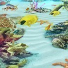 Neben Live Wallpapern für Android Glowing  kannst du die apk des Hintergrunds Ozean Aquarium 3D: Insel der Schildkröten  gratis herunterladen.