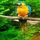 Neben Live Wallpapern für Android Echtes Aquarium kannst du die apk des Hintergrunds Papagei  gratis herunterladen.