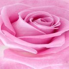 Neben Live Wallpapern für Android Perfekter Sonnenuntergang kannst du die apk des Hintergrunds Pinke Rose  gratis herunterladen.