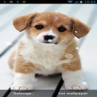 Neben Live Wallpapern für Android Rose  kannst du die apk des Hintergrunds Welpe  gratis herunterladen.