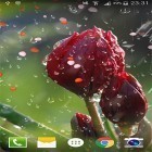 Neben Live Wallpapern für Android AMOLED kannst du die apk des Hintergrunds Rose: Regentropfen  gratis herunterladen.