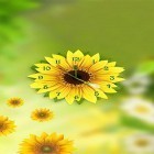 Neben Live Wallpapern für Android Engel  kannst du die apk des Hintergrunds Sonnenblumenuhr  gratis herunterladen.