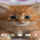 Neben Live Wallpapern für Android Digitale Uhr  kannst du die apk des Hintergrunds Niedliche Kätzchen  gratis herunterladen.