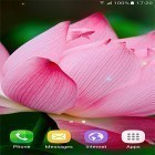 Neben Live Wallpapern für Android Samsung: Parallax Winter kannst du die apk des Hintergrunds Tropische Blumen  gratis herunterladen.