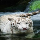 Neben Live Wallpapern für Android Wasser Galaxy  kannst du die apk des Hintergrunds Weißer Tiger  gratis herunterladen.