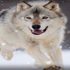 Neben Live Wallpapern für Android Stalkerkatze kannst du die apk des Hintergrunds Wolf  gratis herunterladen.