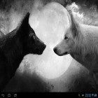 Neben Live Wallpapern für Android Niedliche Tiere  kannst du die apk des Hintergrunds Wölfe  gratis herunterladen.