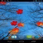 Lade Ahorn im Herbst für Android und andere kostenlose LG Optimus Elite LS696 Live Wallpaper herunter.