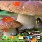 Neben Live Wallpapern für Android Diwali Nacht  kannst du die apk des Hintergrunds Herbstliche Pilze gratis herunterladen.