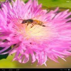 Neben Live Wallpapern für Android Lustiger Affe  kannst du die apk des Hintergrunds Biene auf Kleeblume 3D gratis herunterladen.