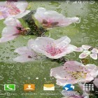 Neben Live Wallpapern für Android Blumenuhr kannst du die apk des Hintergrunds Blühende Bäume gratis herunterladen.