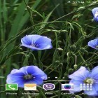 Neben Live Wallpapern für Android Weatherback kannst du die apk des Hintergrunds Blaue Blumen gratis herunterladen.