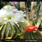 Neben Live Wallpapern für Android Herbststraßen kannst du die apk des Hintergrunds Kaktusblumen gratis herunterladen.