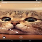 Neben Live Wallpapern für Android Cartoon-Mädchen  kannst du die apk des Hintergrunds Katze gratis herunterladen.