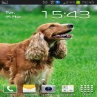 Lade Cocker Spaniel für Android und andere kostenlose Sony Ericsson P1 Live Wallpaper herunter.