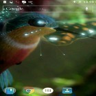 Neben Live Wallpapern für Android Winterlicher Sonnenuntergang kannst du die apk des Hintergrunds Kolibri gratis herunterladen.
