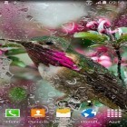 Neben Live Wallpapern für Android Uhr mit Schmetterlingen kannst du die apk des Hintergrunds Kolibri gratis herunterladen.