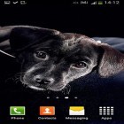 Neben Live Wallpapern für Android Hase kannst du die apk des Hintergrunds Niedliche Hunde gratis herunterladen.