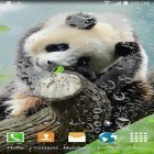 Neben Live Wallpapern für Android Muse: Absolution kannst du die apk des Hintergrunds Niedlicher Panda gratis herunterladen.