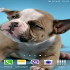 Neben Live Wallpapern für Android Guru Gobind Singh Ji kannst du die apk des Hintergrunds Süße Welpen gratis herunterladen.