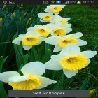 Neben Live Wallpapern für Android Östlicher Garten  kannst du die apk des Hintergrunds Narzissen gratis herunterladen.