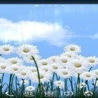 Neben Live Wallpapern für Android Stadt der Erinnerungen kannst du die apk des Hintergrunds Gänseblümchen gratis herunterladen.