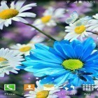 Neben Live Wallpapern für Android Wasser Galaxy  kannst du die apk des Hintergrunds Gänseblümchen gratis herunterladen.