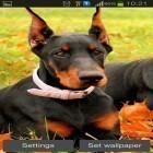 Neben Live Wallpapern für Android Niedliche Tiere  kannst du die apk des Hintergrunds Doberman gratis herunterladen.