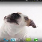 Neben Live Wallpapern für Android Gold kannst du die apk des Hintergrunds Ein Hund leckt Bildschirm ab gratis herunterladen.