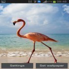 Neben Live Wallpapern für Android Funkelnde Blumen kannst du die apk des Hintergrunds Flamingo gratis herunterladen.